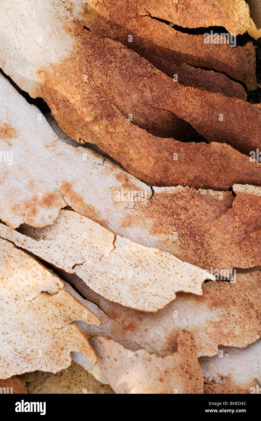 Eucalipto (Eucalyptus sp.) close-up di corteccia, serpentina N.P., Australia occidentale Foto Stock