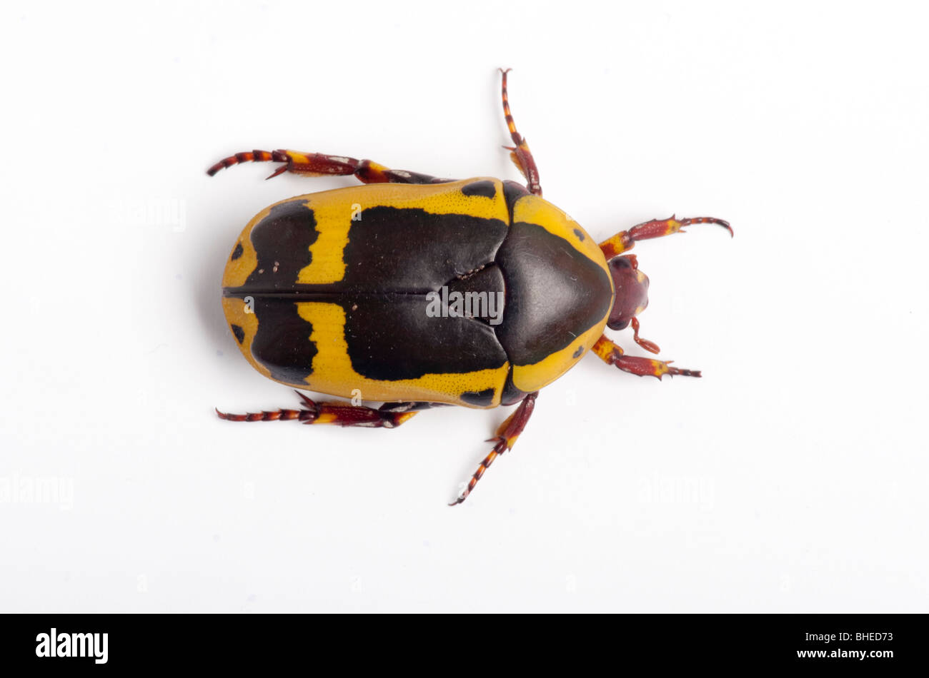Fiore africano beetle, Pachnoda sinuata, Windhoek, in Namibia Foto Stock