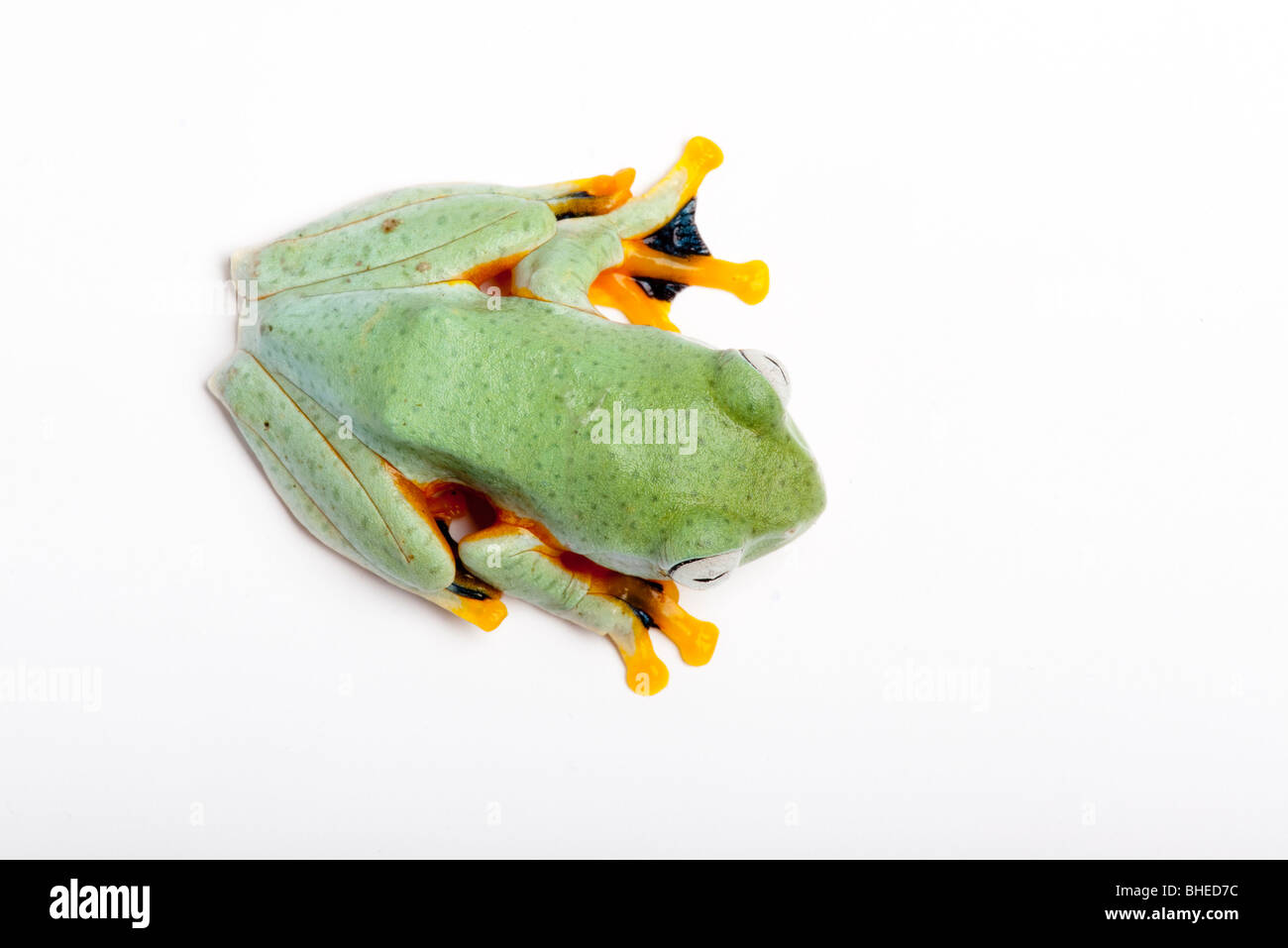 Reinwardt's Flying Frog, Rhacophorus reinwardtii dal Borneo e in altre parti del sud-est asiatico Foto Stock