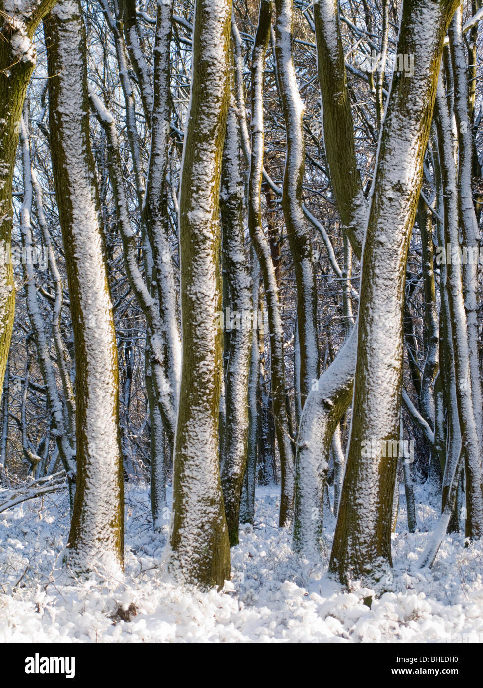 Neve battente su alberi. Surrey, Regno Unito Foto Stock