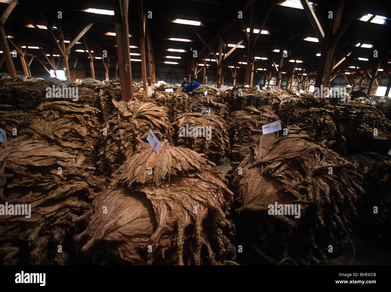 Pile di tabacco essiccato attende l'asta nel monoblocco in corrispondenza della Hughesville, MD annuale per il tabacco aste in Hughesville, MD, Stati Uniti d'America Foto Stock