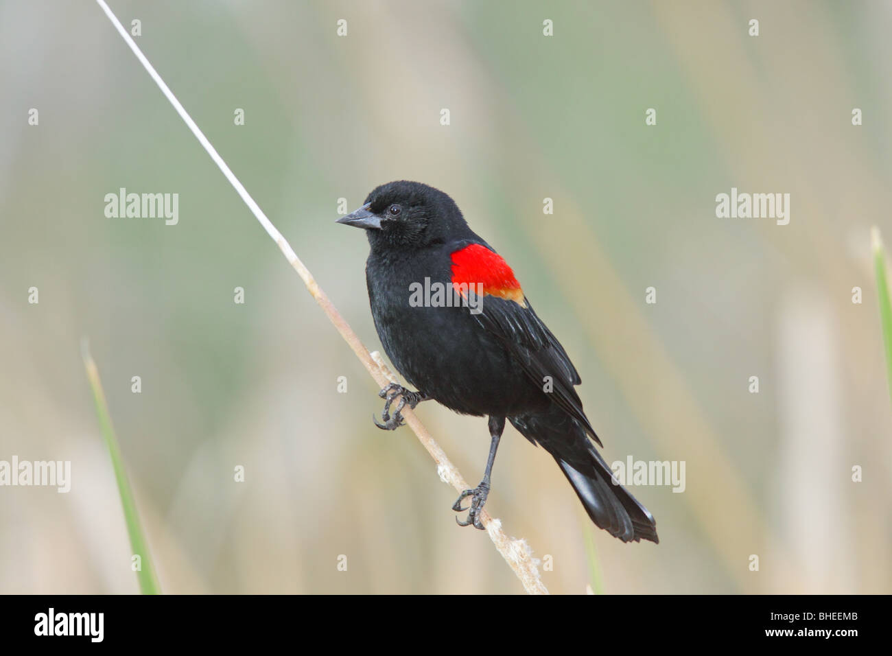 Rosso-winged Blackbird Foto Stock