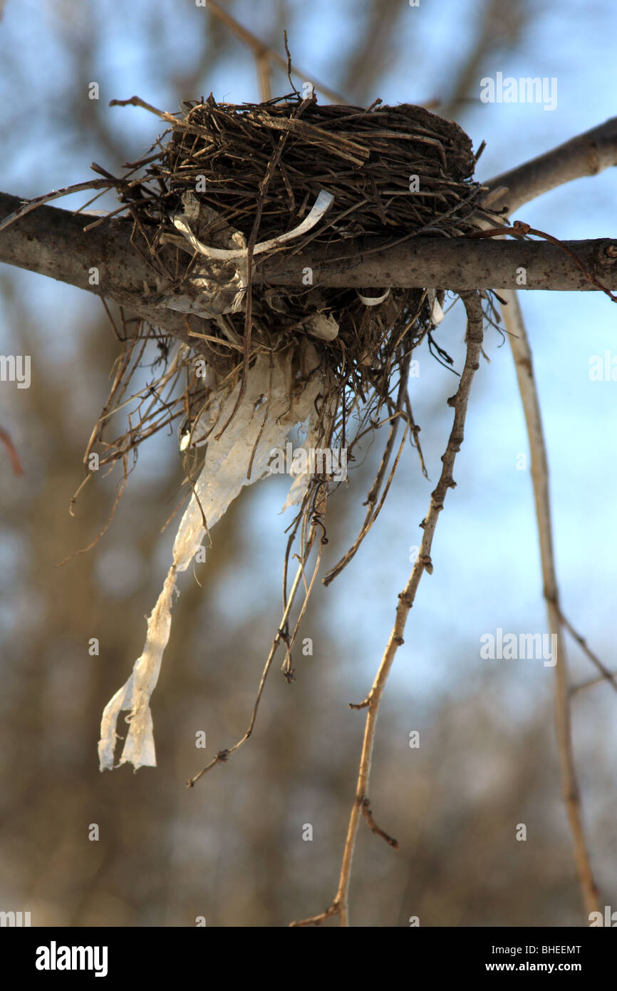 Nido di uccelli nella foresta Foto Stock