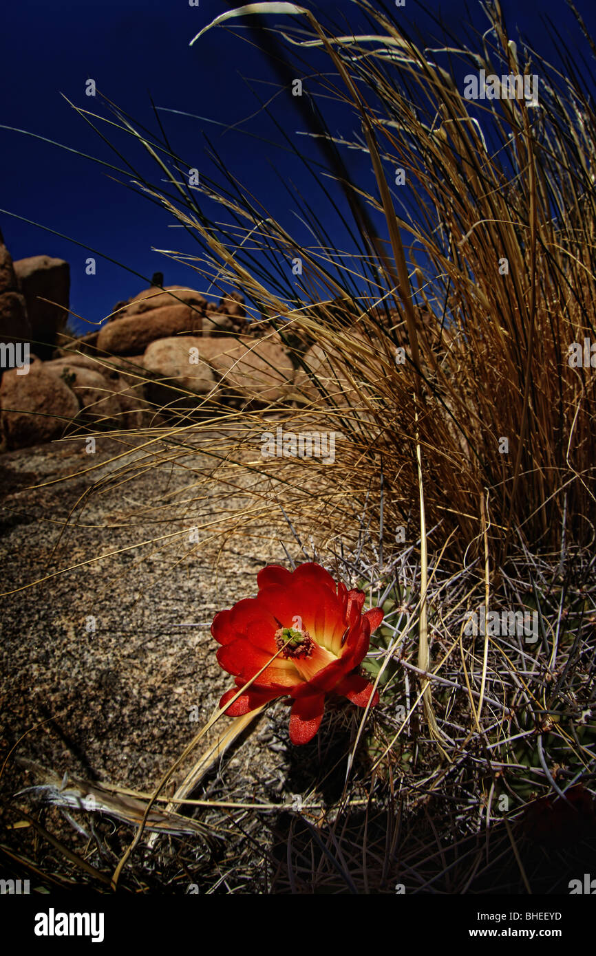 Fiore di cactus nel deserto Foto Stock