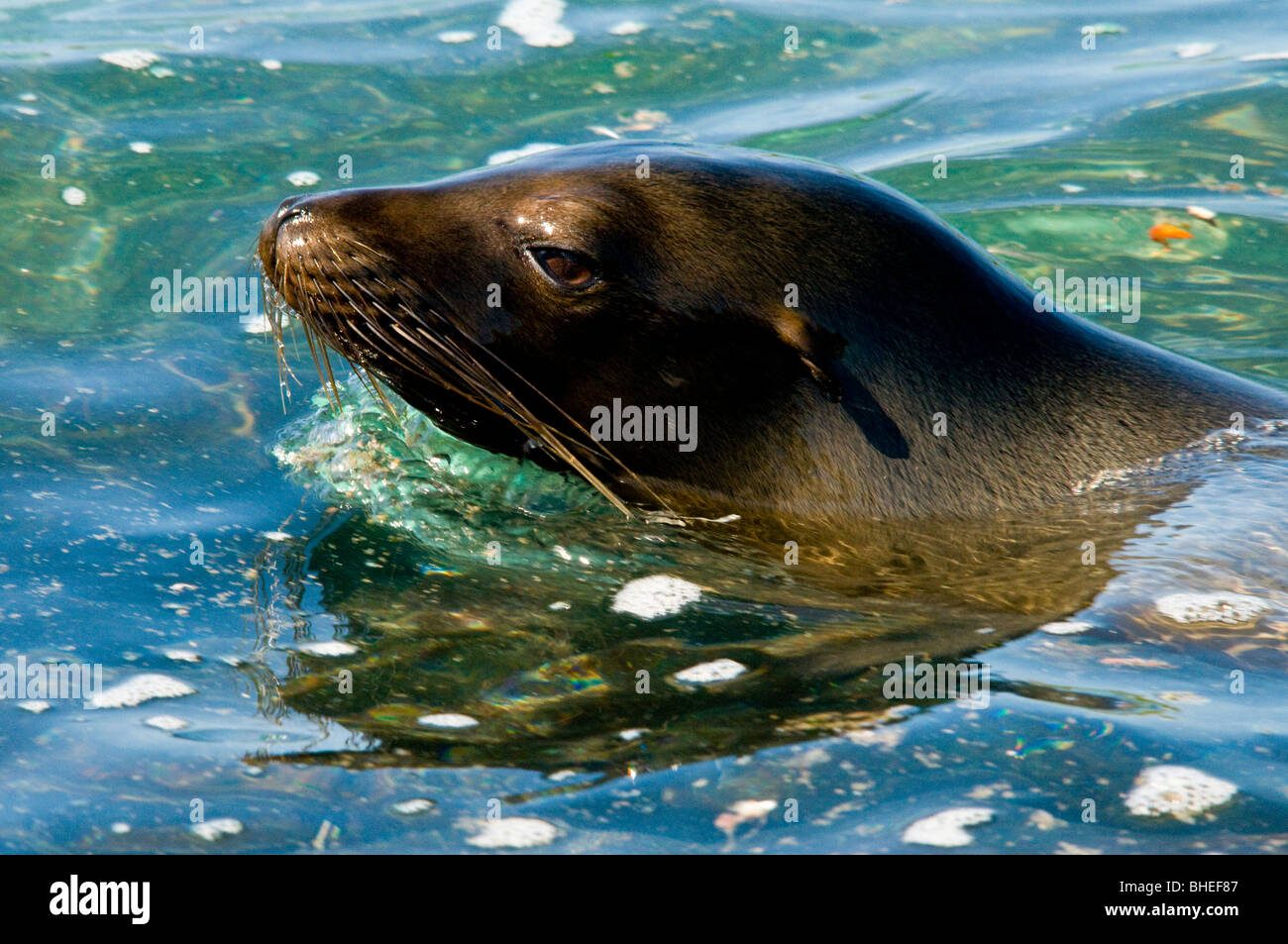 Le Galapagos Sea Lion. Foto Stock