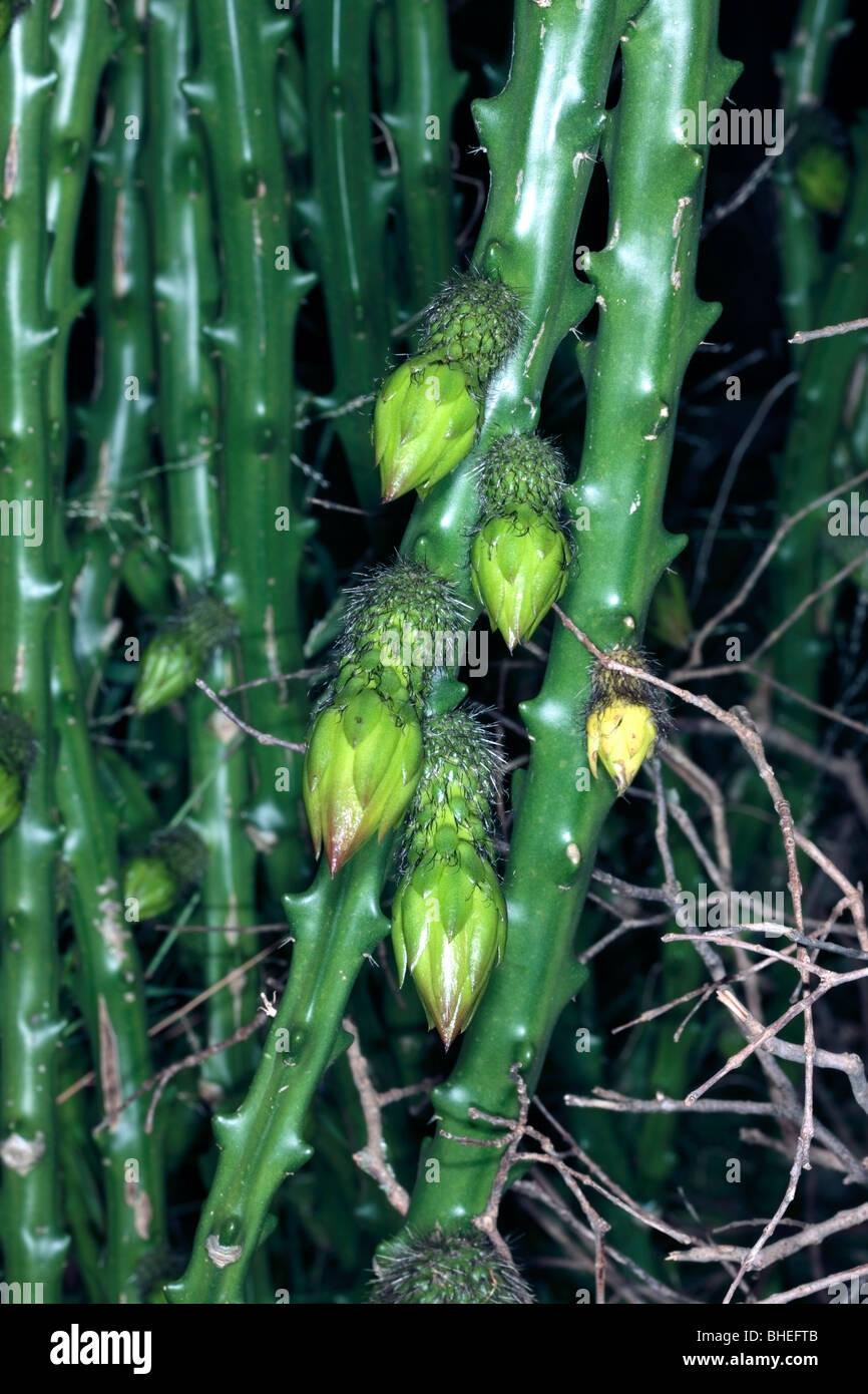 Regina della notte // vaniglia dolce e profumata di Cactus/ notte-blooming Cereus - Selenicereus grandiflora- Famiglia Cactaceae Foto Stock