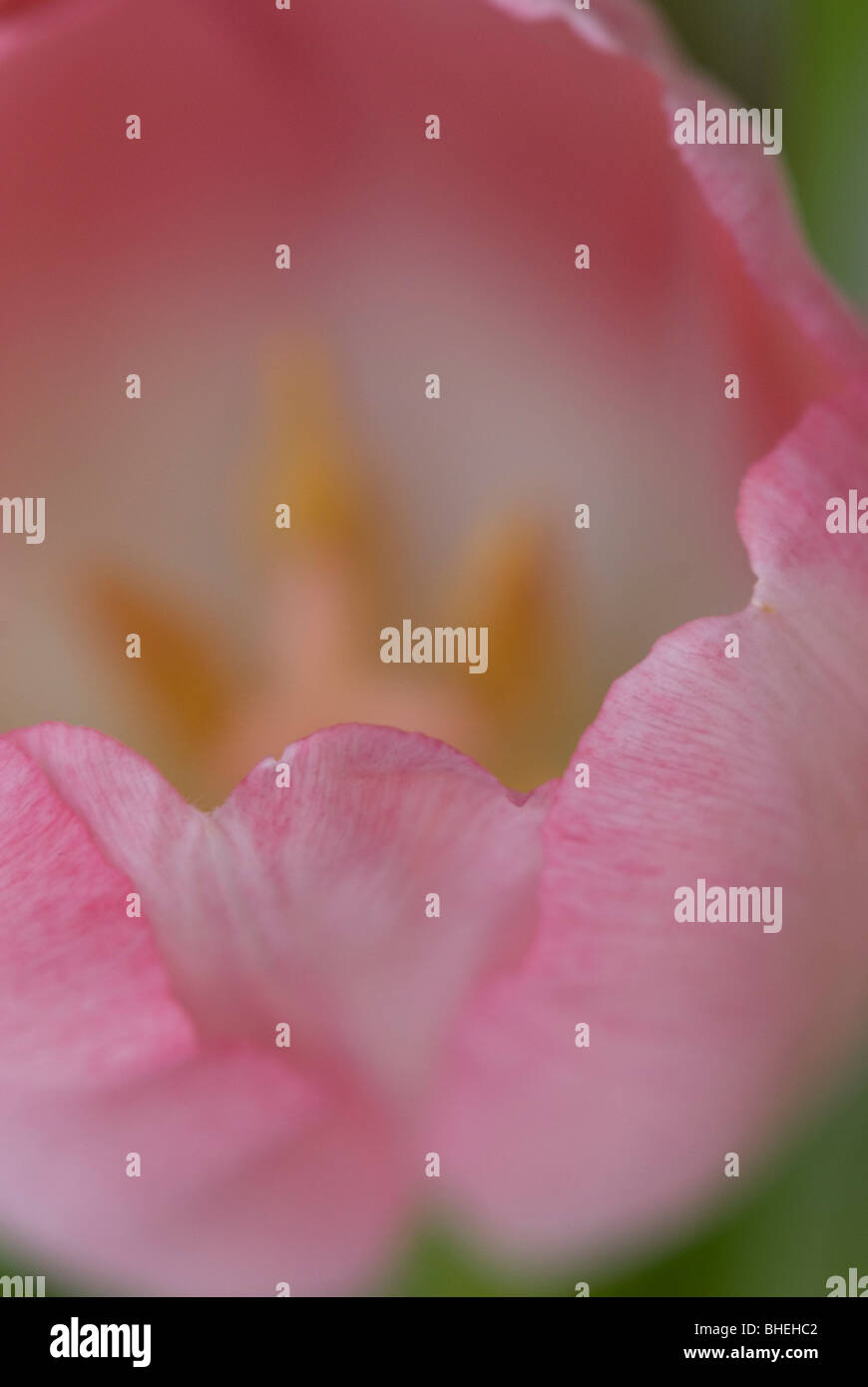 Dettagli in petalo di tulipano rosa Foto Stock