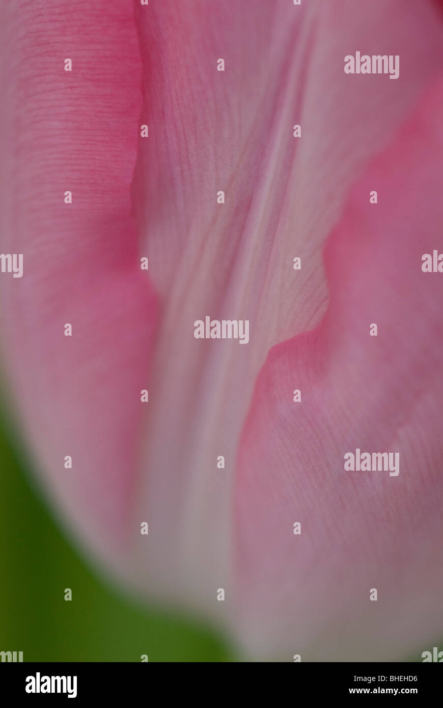 Dettagli in petalo di tulipano rosa Foto Stock