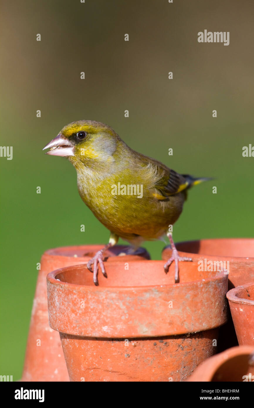 Verdone; Carduelis chloris; su giardino vasi per piante con semi nel becco Foto Stock