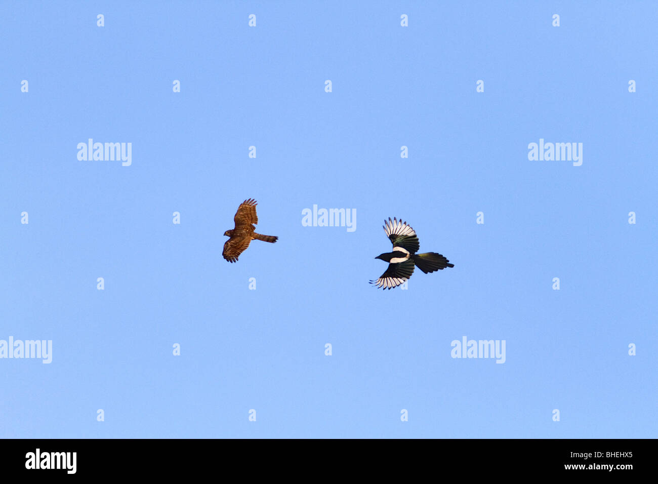 Sparviero; Accipiter nissus; maschio; inseguiti in volo da una gazza; Foto Stock