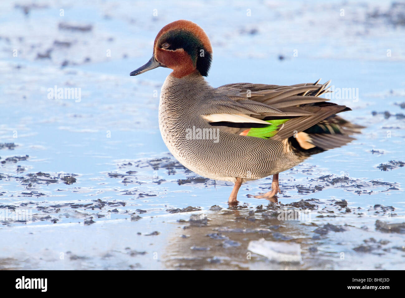 Teal; Anas crecca; drake Foto Stock