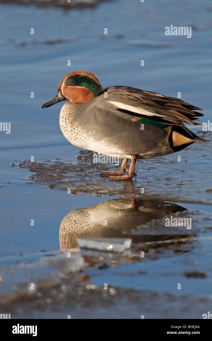 Teal; Anas crecca; drake Foto Stock