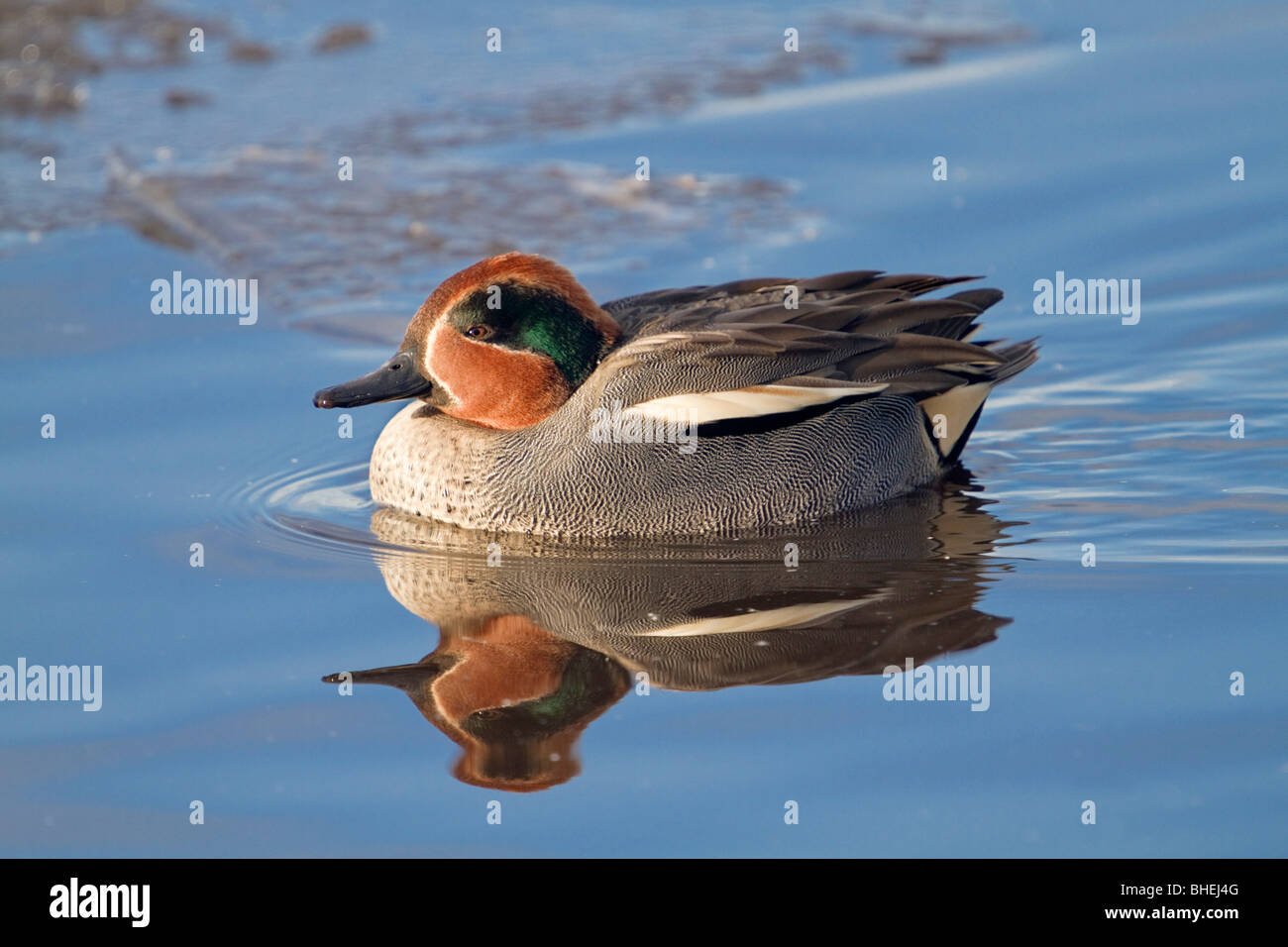 Teal; Anas crecca; drake Foto Stock