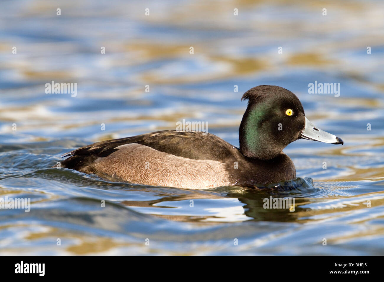 Moretta; Aythya fuligula; femmina Foto Stock