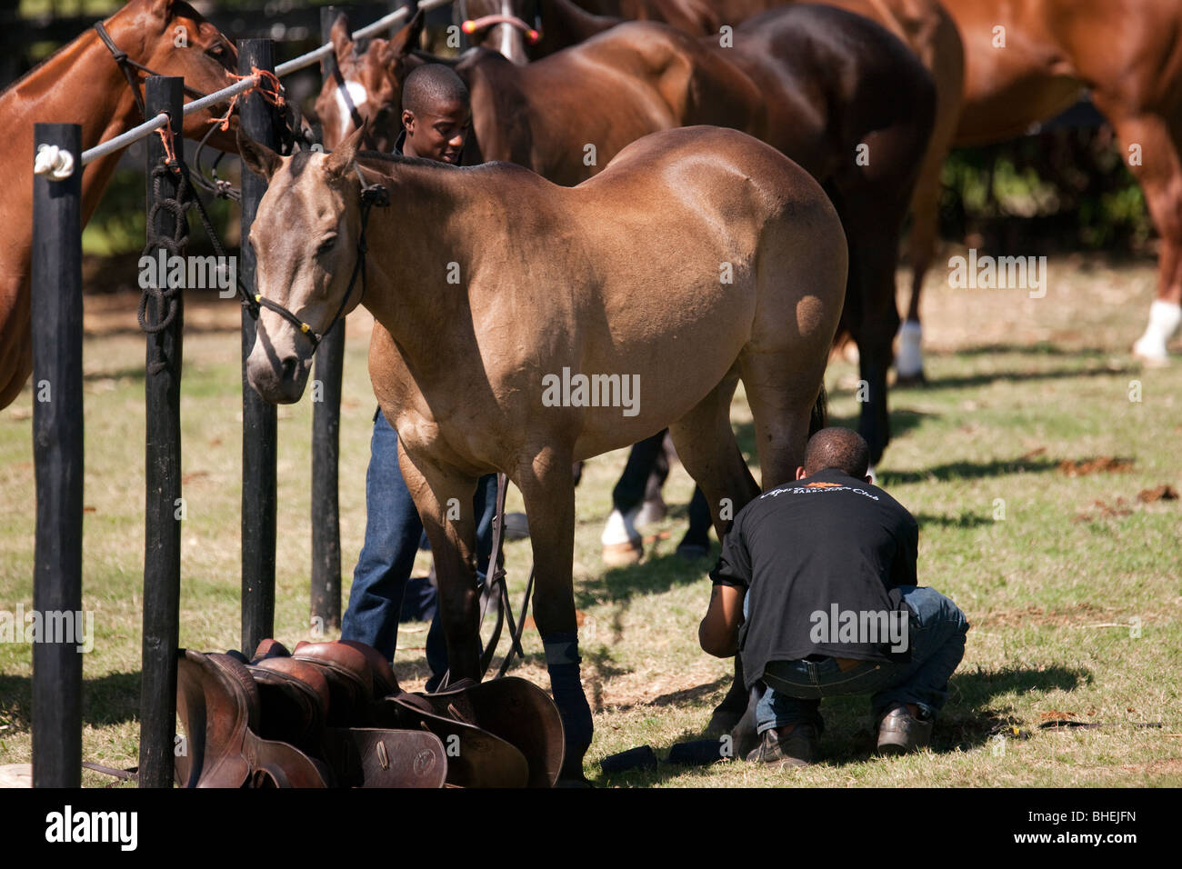 Stallieri preparare polo pony nelle linee di pony a Scimmie Hill polo ground sull'isola caraibica di Barbados Foto Stock