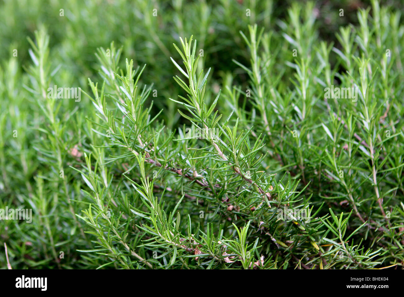 Boccola di rosmarino in giardino Foto Stock