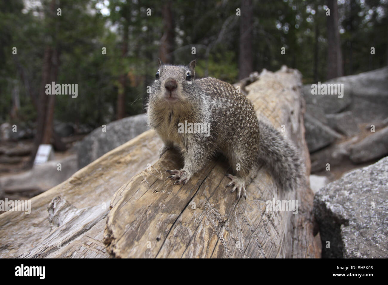 California scoiattolo di terra il parco nazionale di Yosemite Foto Stock