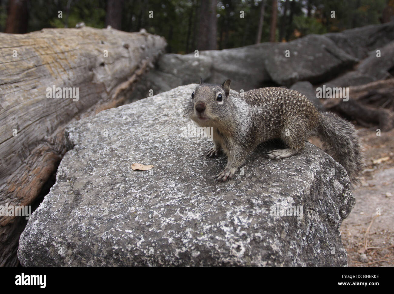 California scoiattolo di terra il parco nazionale di Yosemite Foto Stock