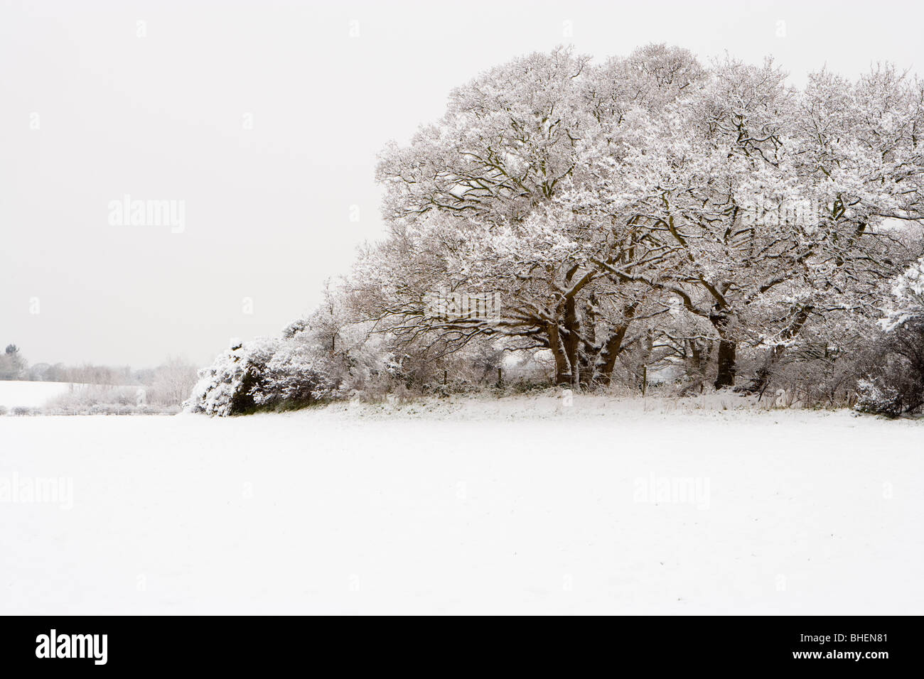 Campo e alberi in inverno. Inviare, Surrey, Regno Unito. Foto Stock
