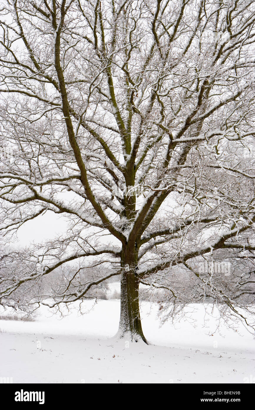 Neve su albero di quercia, Guildford, Surrey, Regno Unito Foto Stock