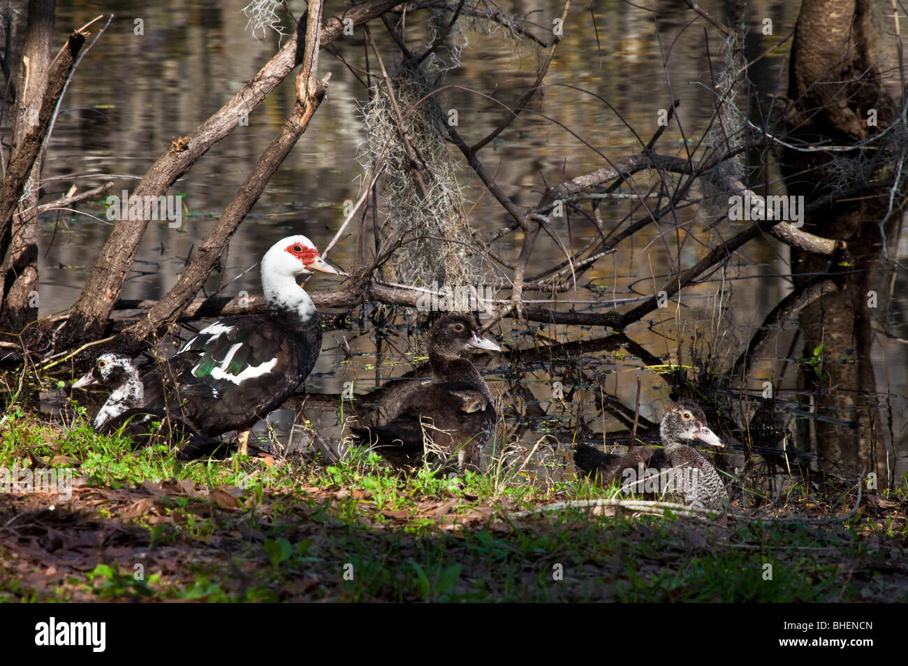Anatra muta la famiglia (Cairina moschata), lattuga Lake Park, Tampa, Florida Foto Stock
