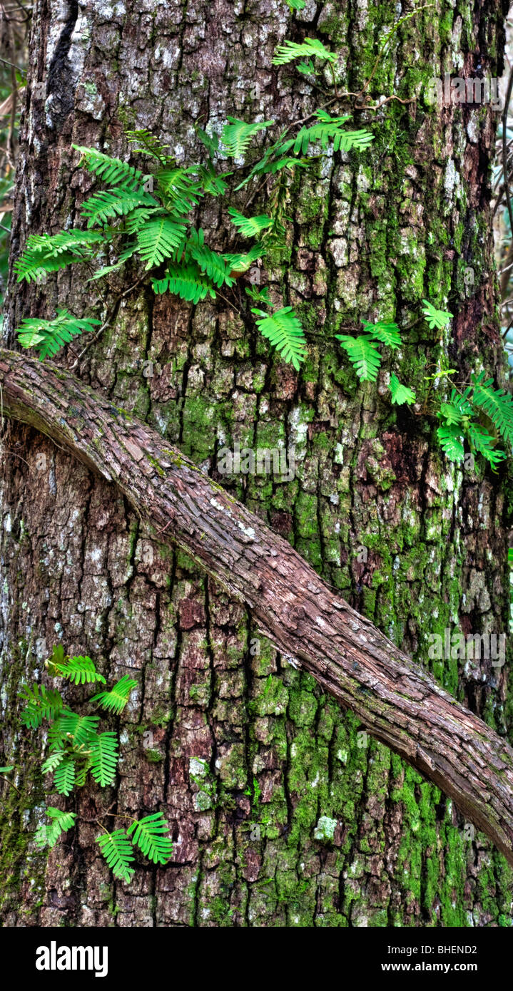 La risurrezione la felce, Werner Boyce Salt Springs State Park, Florida Foto Stock