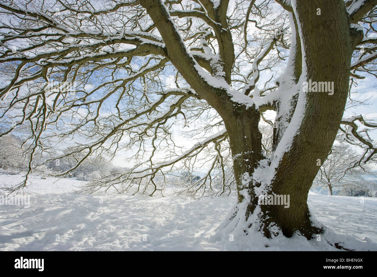 Neve su albero di quercia, Newlands Corner, Surrey, Regno Unito Foto Stock