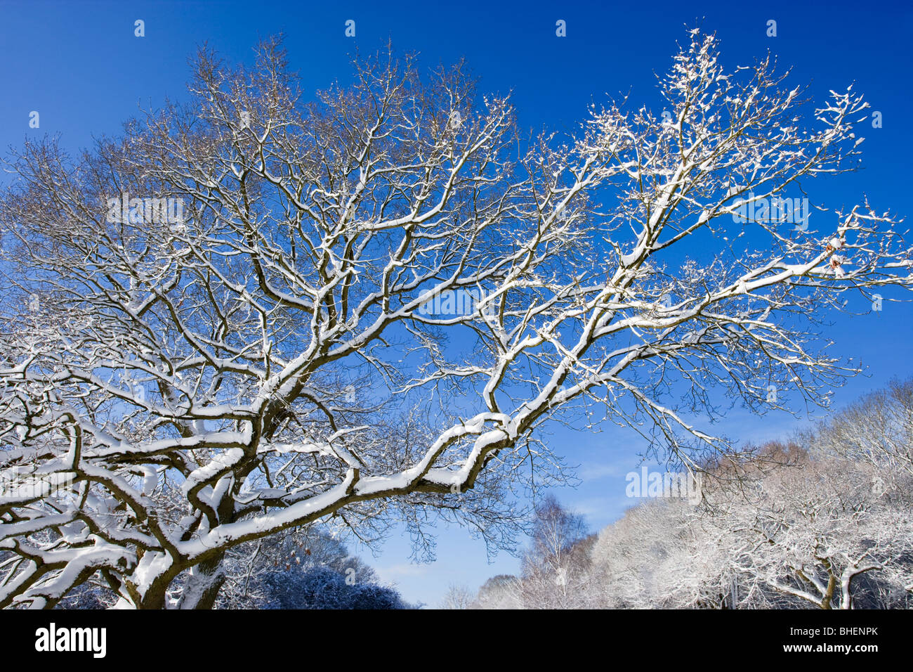 Neve su albero di quercia, Surrey, Regno Unito Foto Stock