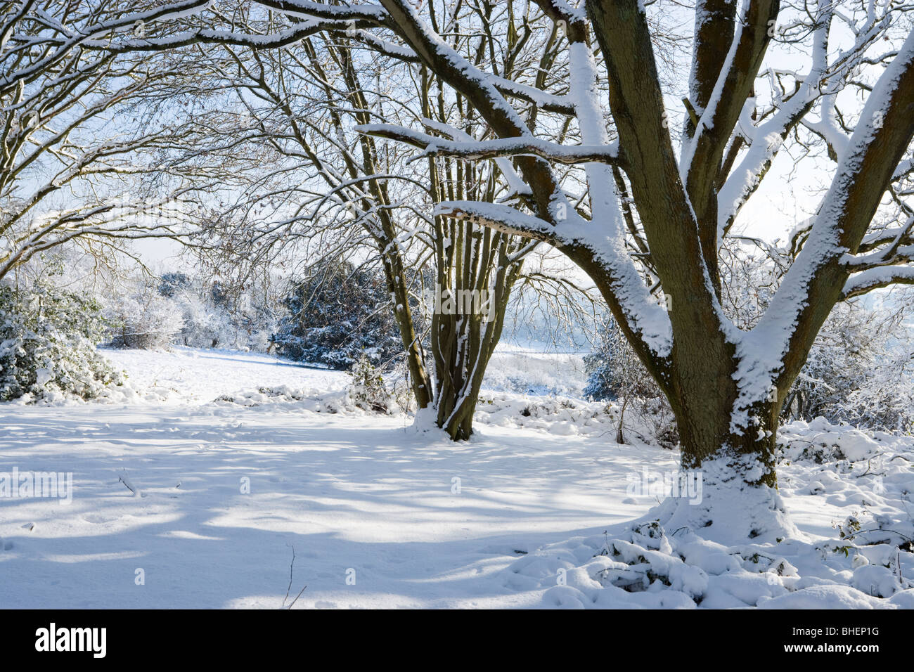 Inverno a Newlands Corner vicino a Guildford, Surrey, Regno Unito. Foto Stock