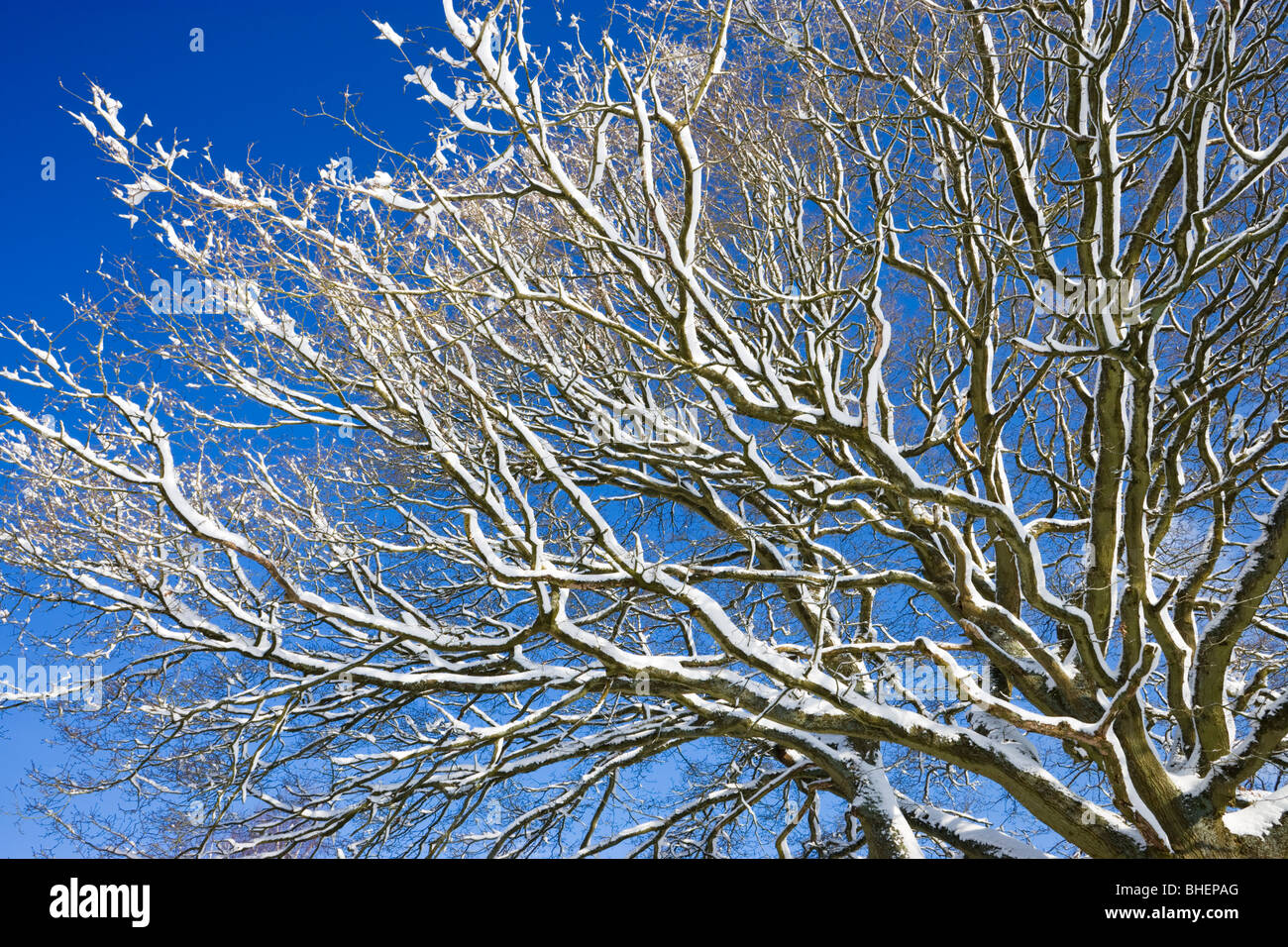 Neve su albero, Surrey, Regno Unito Foto Stock