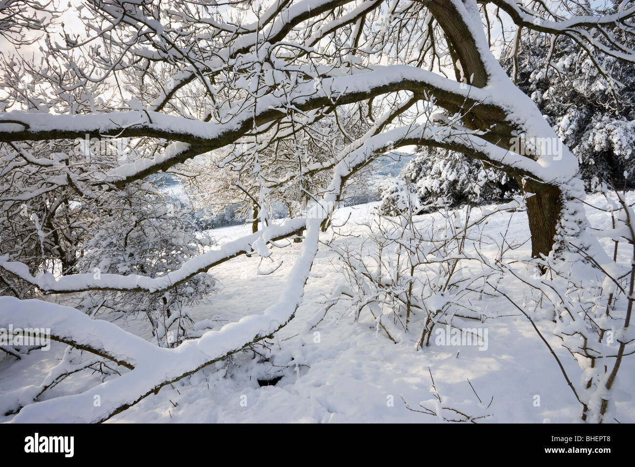 Neve su albero, Surrey, Regno Unito Foto Stock