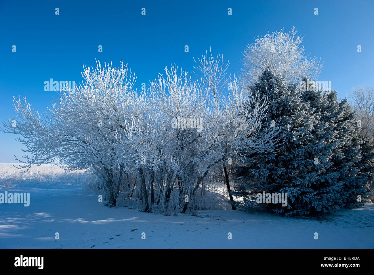 Nebbia di congelamento è stata un problema per questo inverno con la più pesante essendo rappresentato in questa immagine. Foto Stock