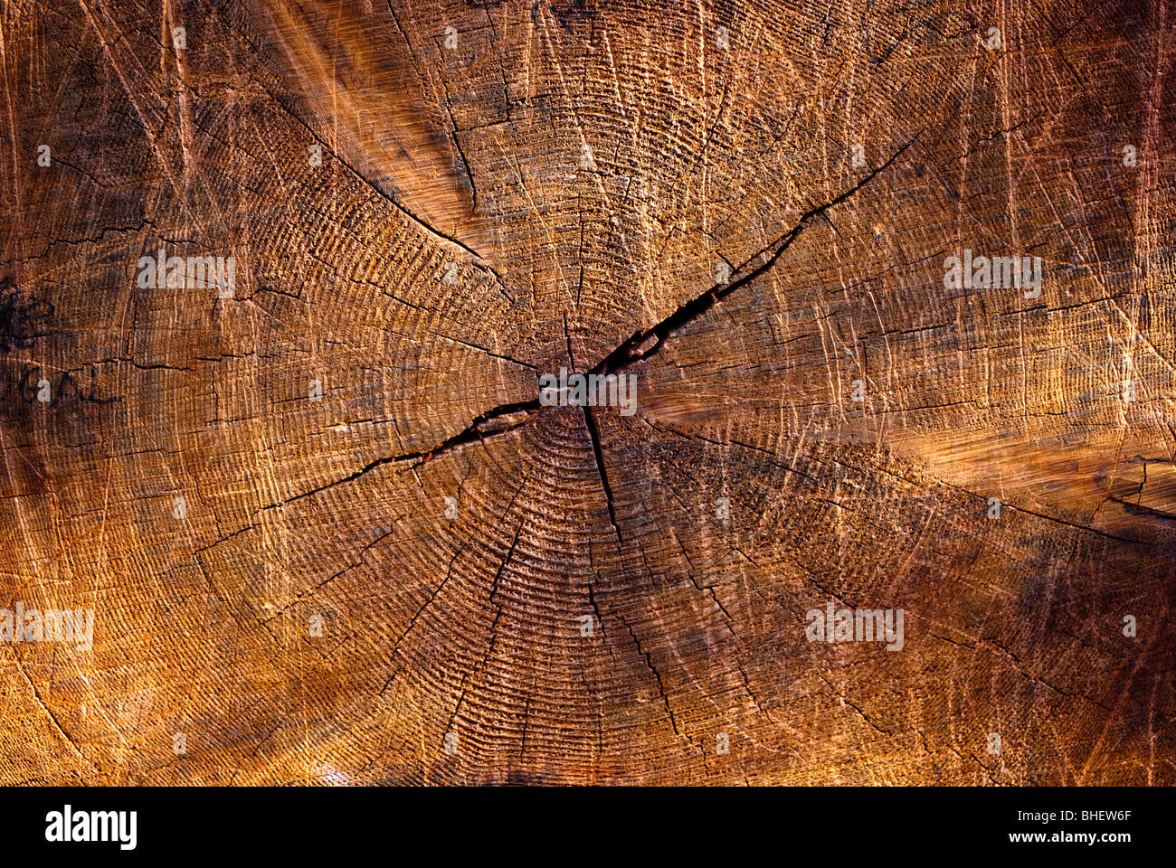 Tronco di albero anelli da una forma ripiegata Sequoia gigante (Sequoiadendron giganteum) nel Parco Nazionale di Yosemite Foto Stock