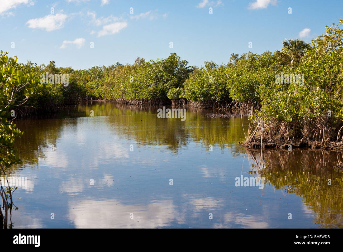 Ochopee, FL - Nov 2008 - palude di mangrovie con canali per airboat tours in Everglades lungo il vicolo di alligatore in Florida Foto Stock