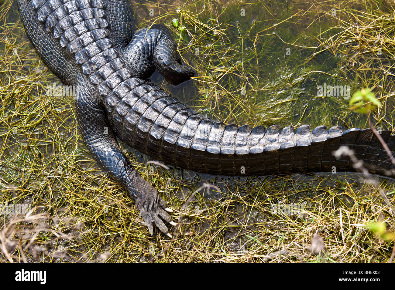 Il coccodrillo americano (Alligator mississippiensis) in zone umide lungo il vicolo di alligatore nella Florida del Sud Foto Stock