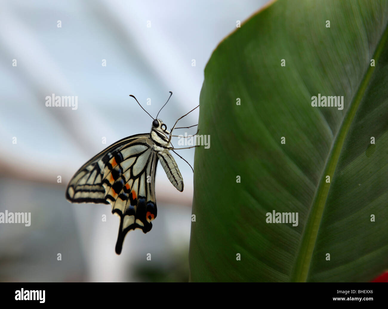 A coda di rondine a scacchi (Papilio demoleus) sulla lamina Foto Stock