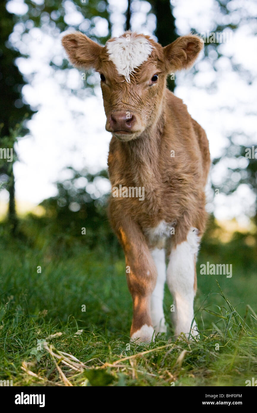 Giovane vacca comune - Bos primigenius taurus Foto Stock