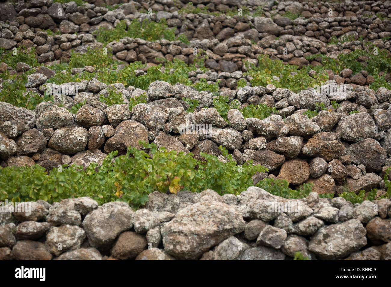 L'Italia, Sicilia, isola di Pantelleria, pareti, terrazze coltivate a vigneto Foto Stock