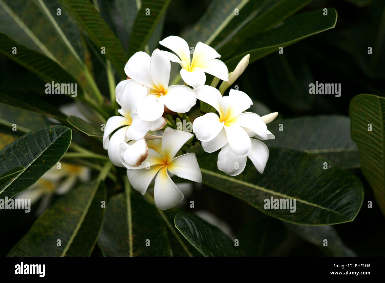 Plumeria acuminati Foto Stock