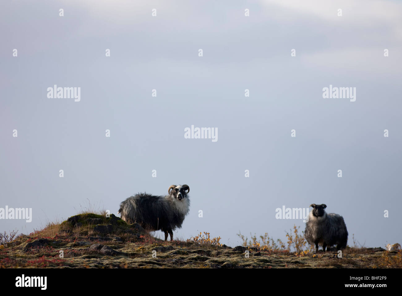 Le pecore vicino a Thingvellir, Islanda Foto Stock