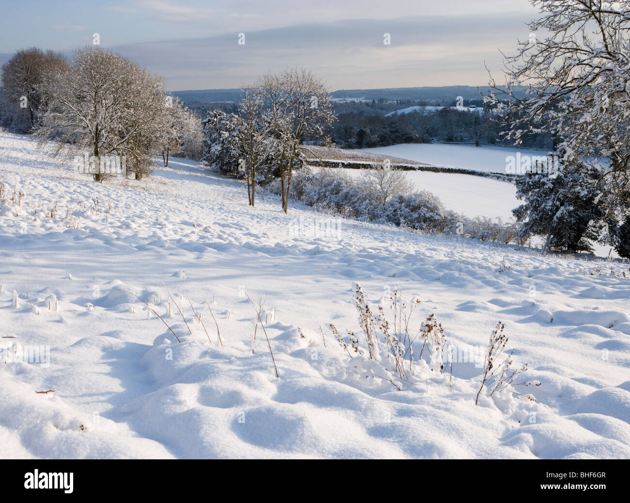 Inverno a Newlands Corner vicino a Guildford, Surrey, Regno Unito. Foto Stock
