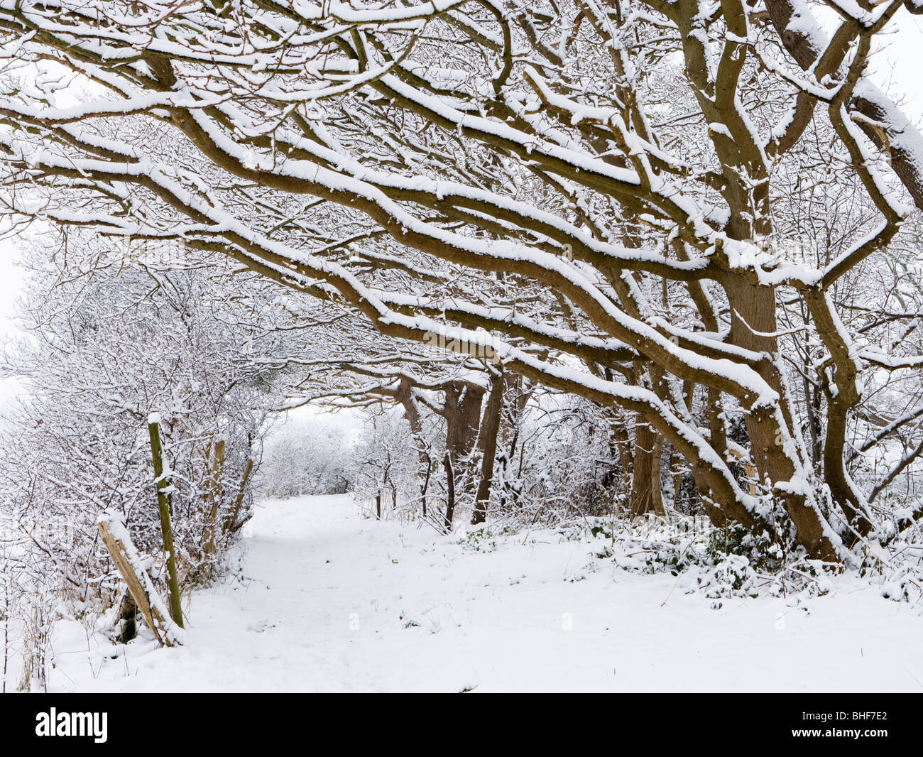 Il percorso sotto la neve laden alberi. Inviare, Surrey, Regno Unito. Foto Stock