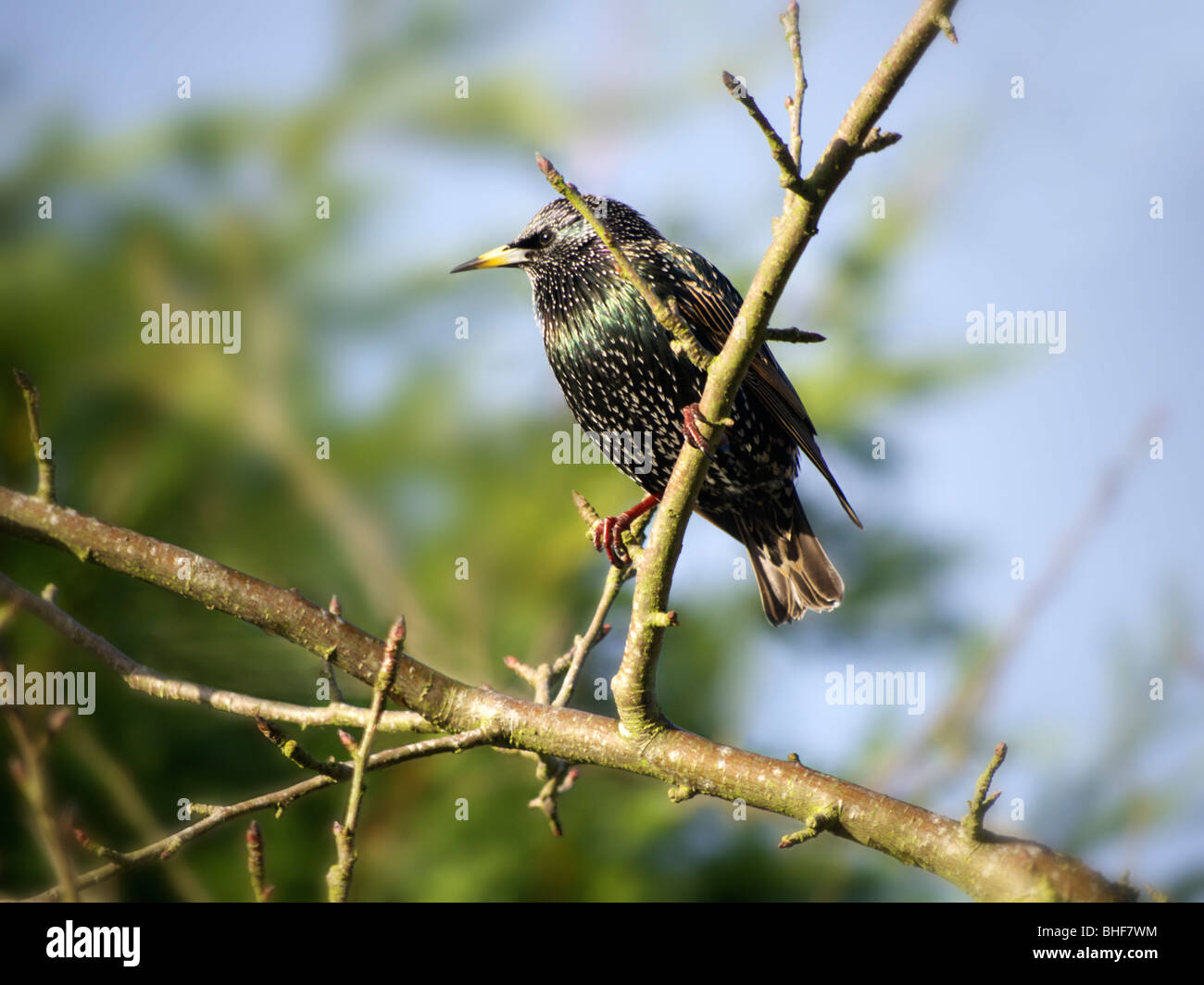 Starling nel giardino dell' Irlanda Foto Stock