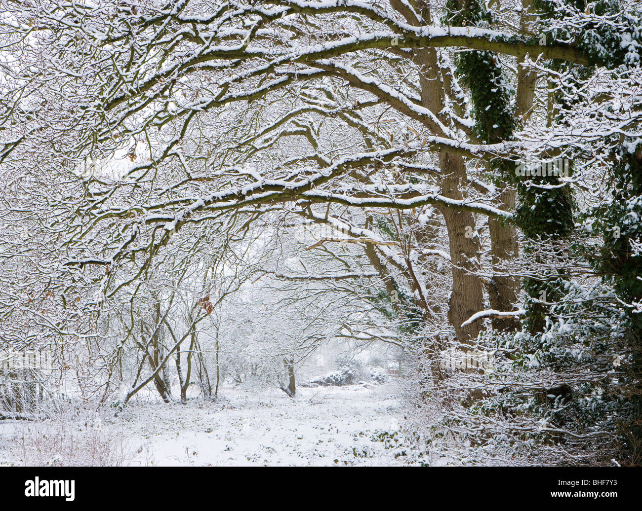 Bosco in inverno. Inviare, Surrey, Regno Unito. Foto Stock