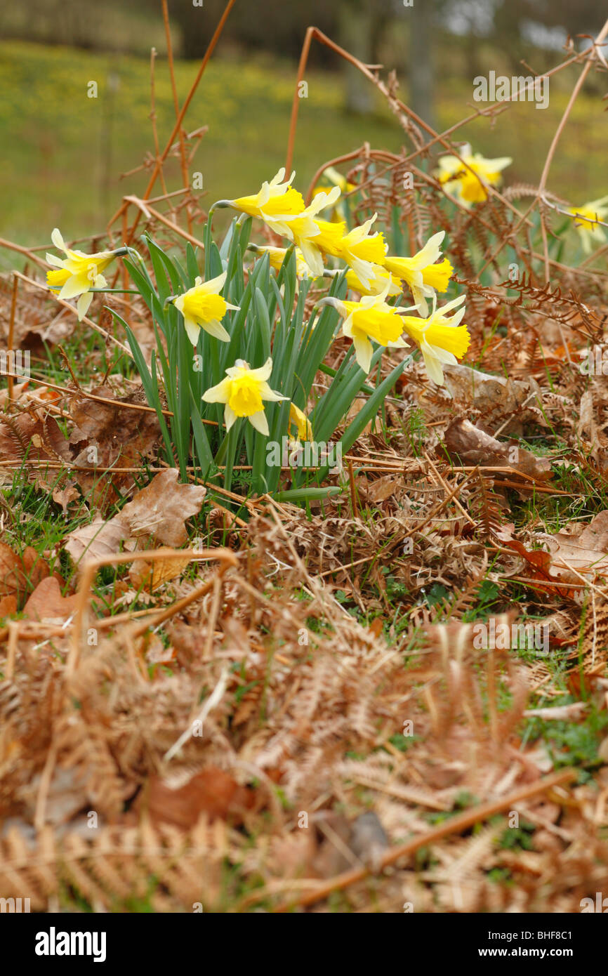 I narcisi selvatici (Narcissus pseudonarcissus) fioritura nel bosco. Powys, Galles. Foto Stock