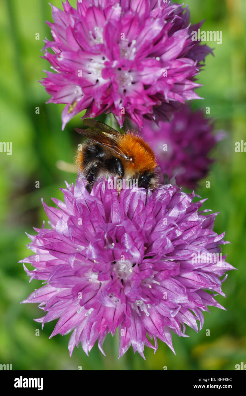 Carda comune Bumblebee (Bombus pascuorum) alimentazione su fiori di erba cipollina (Allium schoenoprasum) in un giardino. Powys, Galles. Foto Stock