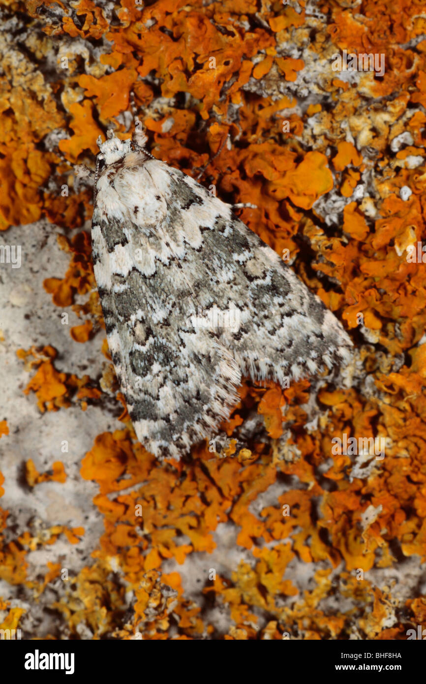 Bellezza in marmo tarma (Cryphia domestica) in appoggio sui licheni. Powys, Galles. Foto Stock