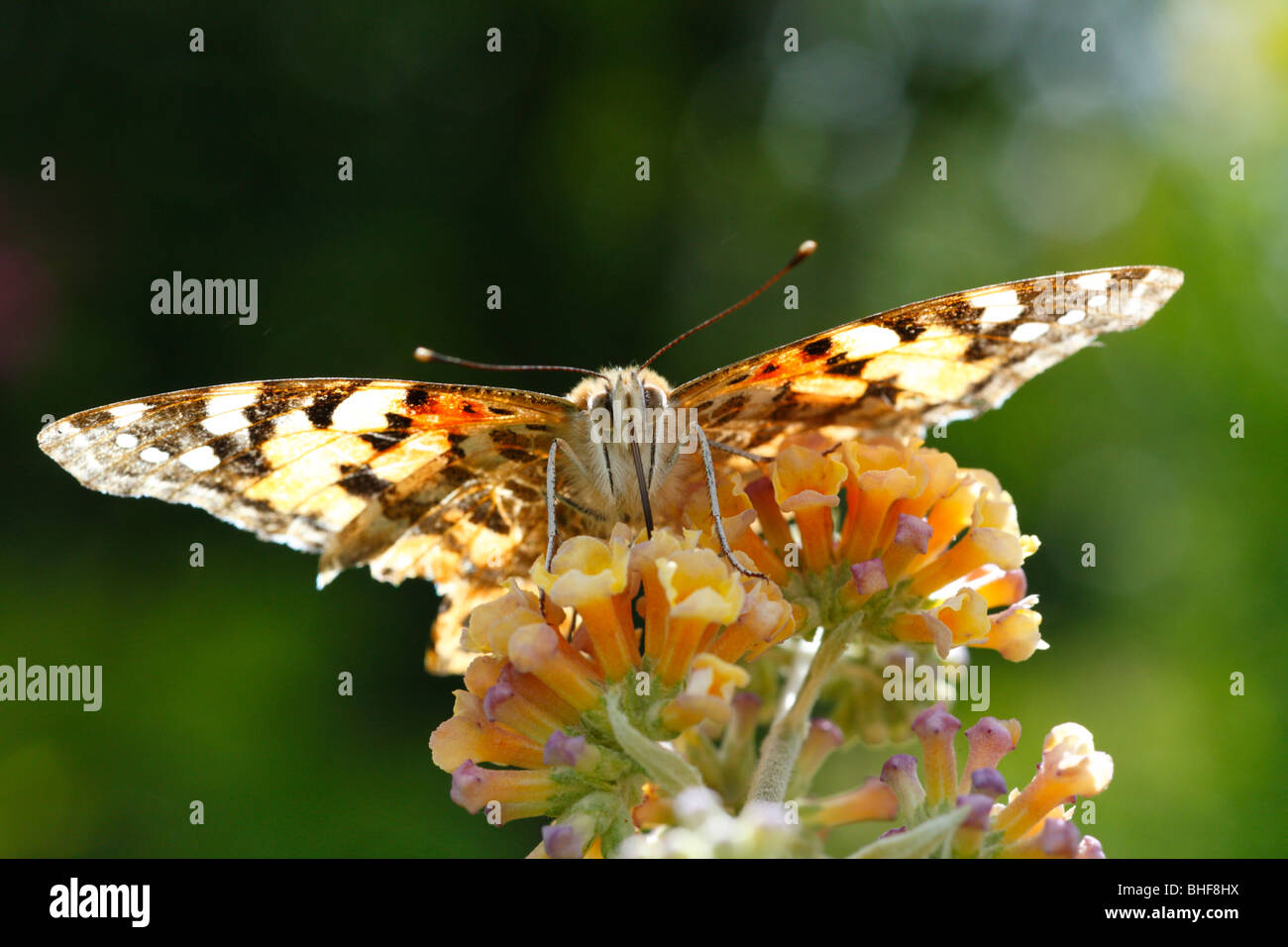 Dipinto di Lady butterfly (Vanessa cardui) alimentazione su Buddleia weyeriana. Powys, Galles. Foto Stock