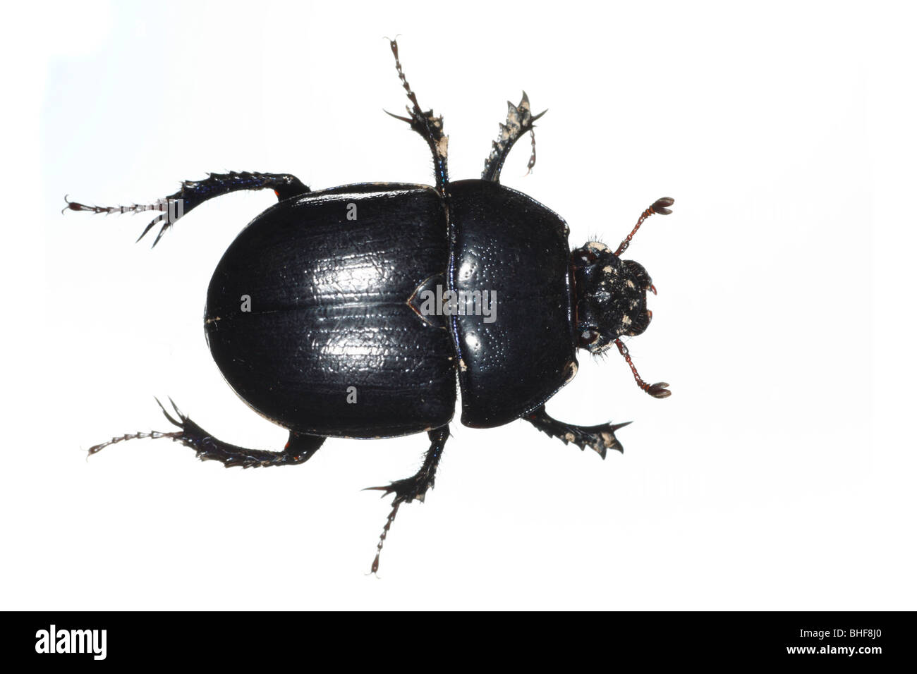 Dor Beetle (Geotrupes stercorarius). Insetti vivi fotografati contro uno sfondo bianco su un portatile studio. Foto Stock