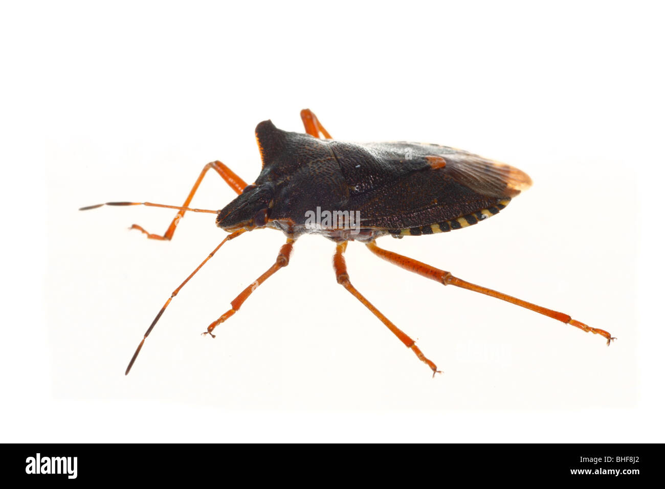 Forest bug (Pentatoma rufipes). Insetti vivi fotografati contro uno sfondo bianco su un portatile studio. Foto Stock